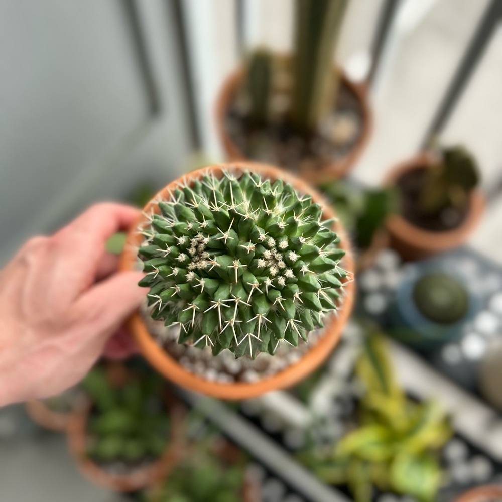 Mammillaria Cactus